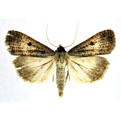 /filer/webapps/moths/media/images/H/homogyna_Tathorhynchus_A_NHMO.jpg