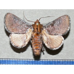 /filer/webapps/moths/media/images/U/umbra_Teinorhyncha_A_Goff_01.jpg