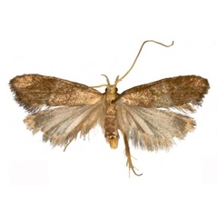/filer/webapps/moths/media/images/C/cardialis_Eridachtha_PTM_NHMUK.jpg
