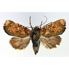 /filer/webapps/moths/media/images/M/multipunctata_Andobana_A_Aulombard.jpg