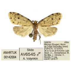 /filer/webapps/moths/media/images/G/grossagranularis_Siccia_AM_ANHRT.jpg