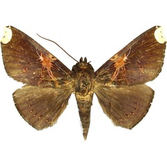 /filer/webapps/moths/media/images/R/remaudi_Platyja_AM_MCJM.jpg