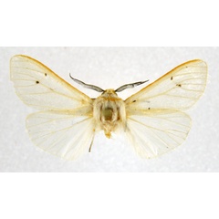 /filer/webapps/moths/media/images/W/wintgensi_Paralpenus_AM_NHMO.jpg