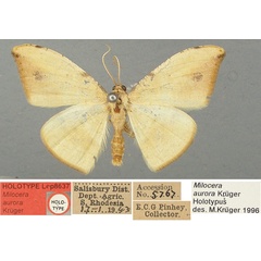 /filer/webapps/moths/media/images/A/aurora_Milocera_HT_TMSA.jpg