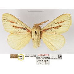 /filer/webapps/moths/media/images/S/smithi_Grammodora_PTM_NHMUK_02.jpg