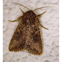 /filer/webapps/moths/media/images/L/languida_Mythimna_A_Roland_01.jpg