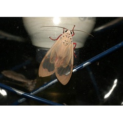 /filer/webapps/moths/media/images/V/vitrea_Amerila_A_Roland.jpg