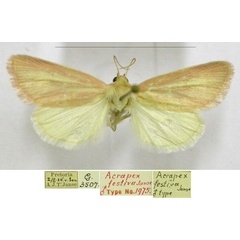 /filer/webapps/moths/media/images/F/festiva_Acrapex_HT_TMSA.jpg