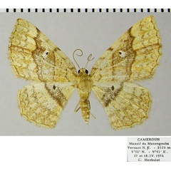 /filer/webapps/moths/media/images/S/straba_Asthenotricha_AF_ZSM.jpg