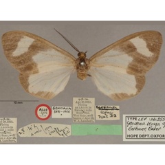 /filer/webapps/moths/media/images/L/leona_Geodena_ATF_OUMNHa_01.jpg