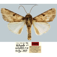 /filer/webapps/moths/media/images/I/iridoplitis_Volazaha_HT_MNHN.jpg