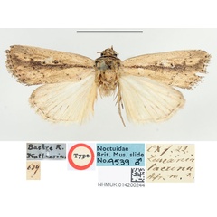 /filer/webapps/moths/media/images/T/tacuna_Leucania_HT_BMNH.jpg