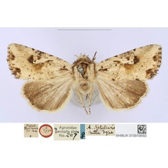/filer/webapps/moths/media/images/N/natalensis_Apamea_HT_BMNH_gneAGET.jpg