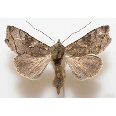 /filer/webapps/moths/media/images/A/asteia_Ctenoplusia_A_Legrain.jpg