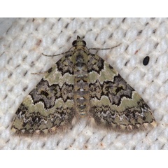 /filer/webapps/moths/media/images/L/lightfooti_lightfooti_Piercia_A_Heyns_01.jpg