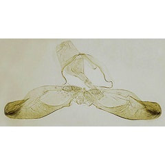 /filer/webapps/moths/media/images/Y/yangambiana_Coccothera_GMHT_ZMUC_4952.jpg