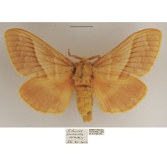 /filer/webapps/moths/media/images/V/venosa_Bombycopsis_AF_TMSA.jpg