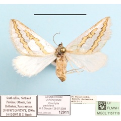 /filer/webapps/moths/media/images/P/pactolaria_Conchylia_A_MGCLa_01.JPG