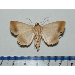 /filer/webapps/moths/media/images/S/sancta_Clytie_A_Goffb_01.jpg