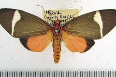 Caryatis hersilia