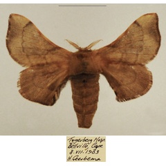 /filer/webapps/moths/media/images/F/ficicola_Racinoa_AF_TMSA_01.jpg