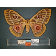 /filer/webapps/moths/media/images/L/lutea_Bunaeopsis_HT_RMCA_01.jpg