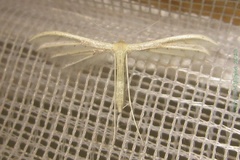 Pterophorus albidus