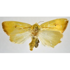 /filer/webapps/moths/media/images/D/dinarodes_Pardoxia_AF_NHMO.jpg