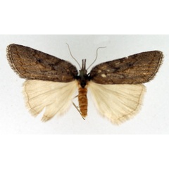 /filer/webapps/moths/media/images/O/obfuscata_Crambometra_AF_TMSA.jpg