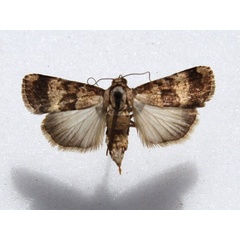 /filer/webapps/moths/media/images/L/longicosta_Crypsotidia_A_Goff_01.jpg