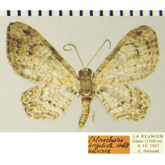 /filer/webapps/moths/media/images/A/angelica_Chloroclystis_HT_ZSMa.jpg