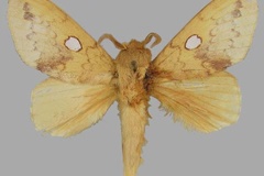 Hypotrabala fontainei