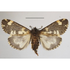 /filer/webapps/moths/media/images/R/rhodalipha_Rhypopteryx_AF_MGCLb_02.jpg