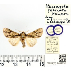 /filer/webapps/moths/media/images/F/fasciata_Pteronycta_LT_BMNH.jpg