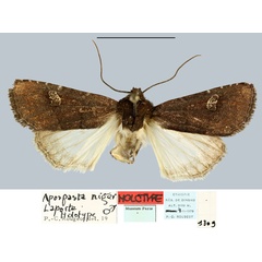 /filer/webapps/moths/media/images/N/niger_Apospasta_HT_MNHN.jpg