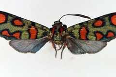 Arniocera cyanoxantha elegans