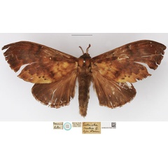 /filer/webapps/moths/media/images/A/audea_Eutricha_STF_NHMUK.jpg