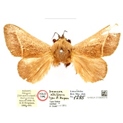 /filer/webapps/moths/media/images/A/albilinea_Somara_HT_BMNH_JPEP1gJ.jpg