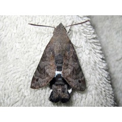 /filer/webapps/moths/media/images/A/alterhirundo_Leucostrophus_A_Bygott.jpg