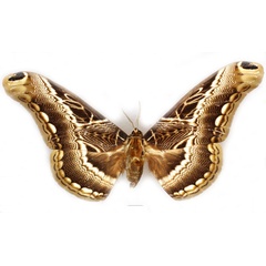 /filer/webapps/moths/media/images/L/lucina_Dactyloceras_AF_Basquin_03.jpg