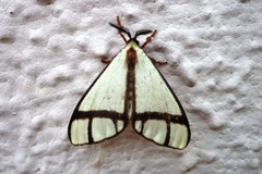 Epanaphe subsordida