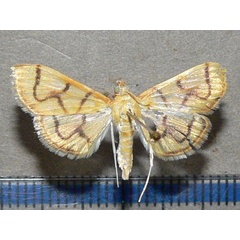 /filer/webapps/moths/media/images/R/retractalis_Syllepte_A_Goff_01.jpg