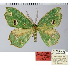 /filer/webapps/moths/media/images/S/scissimacula_Archichlora_HT_ZSMa.jpg