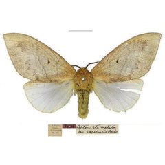 /filer/webapps/moths/media/images/S/sapelensis_Leptometa_HT_SNHM.jpg