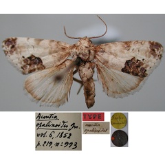 /filer/webapps/moths/media/images/O/opalinoides_Acontia_LT_MNHN.jpg