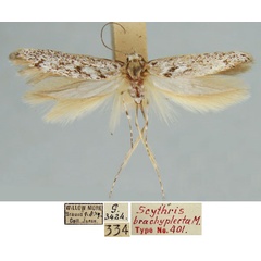 /filer/webapps/moths/media/images/B/brachyplecta_Scythris_HT_TMSA_WgcdkyN.jpg