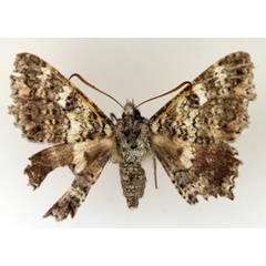 /filer/webapps/moths/media/images/H/hesperistis_Apoprogonida_AF_TMSA_01.jpg