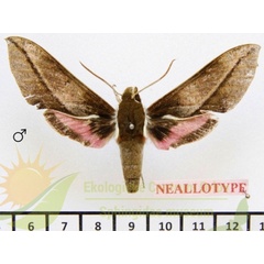 /filer/webapps/moths/media/images/M/meridionalis_Chaerocina_NTM_SMCR_01.jpg