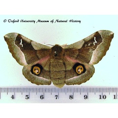 /filer/webapps/moths/media/images/D/delegorguei_Ludia_AF_OUMNH_03.jpg