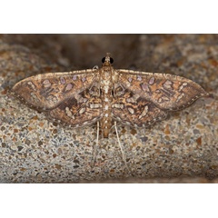 /filer/webapps/moths/media/images/G/geometralis_Nausinoe_A_Heyns_01.jpg